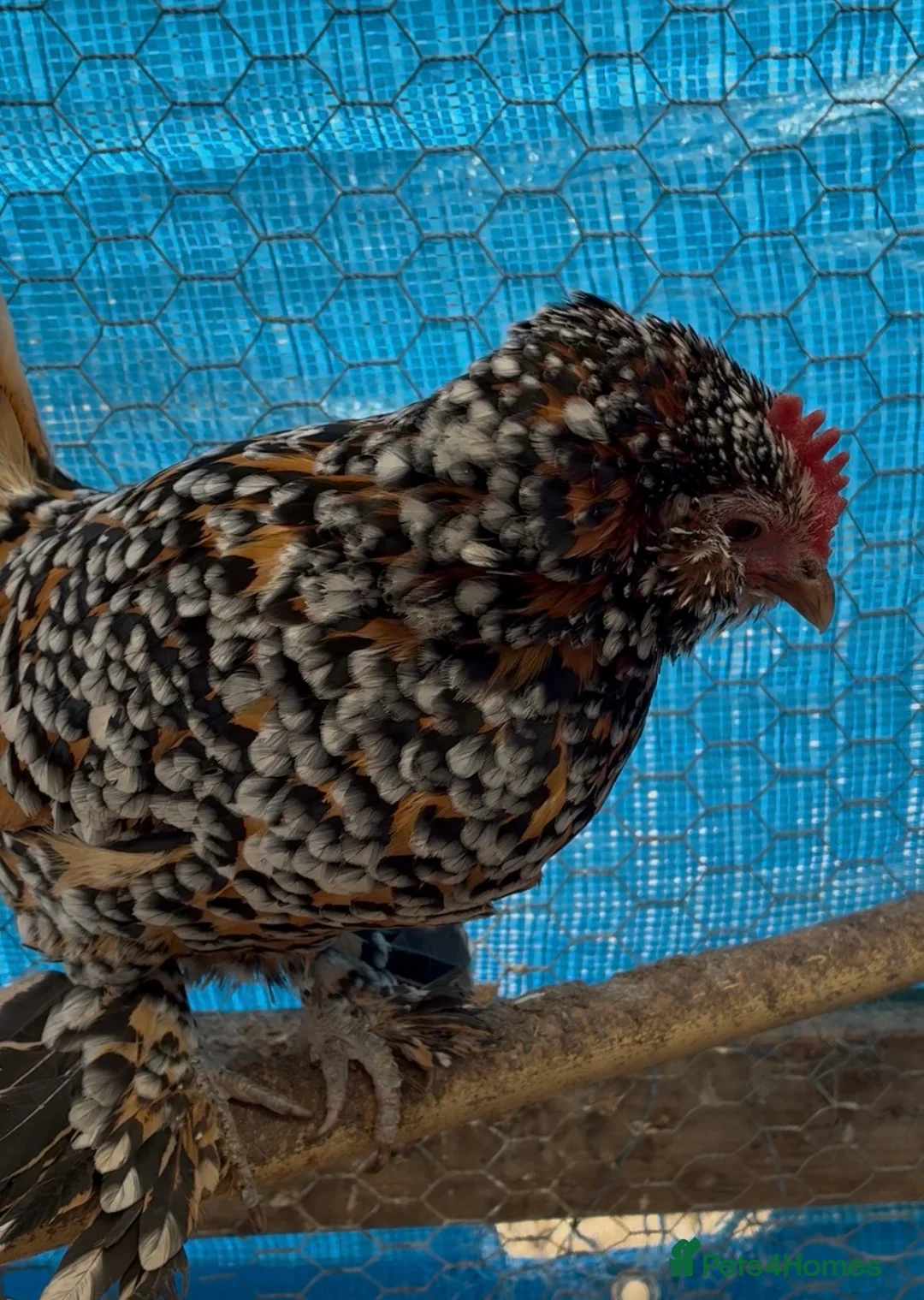 Chickens poultry for sale: Chickens for Rehoming FREE in Thatcham - Advert 1