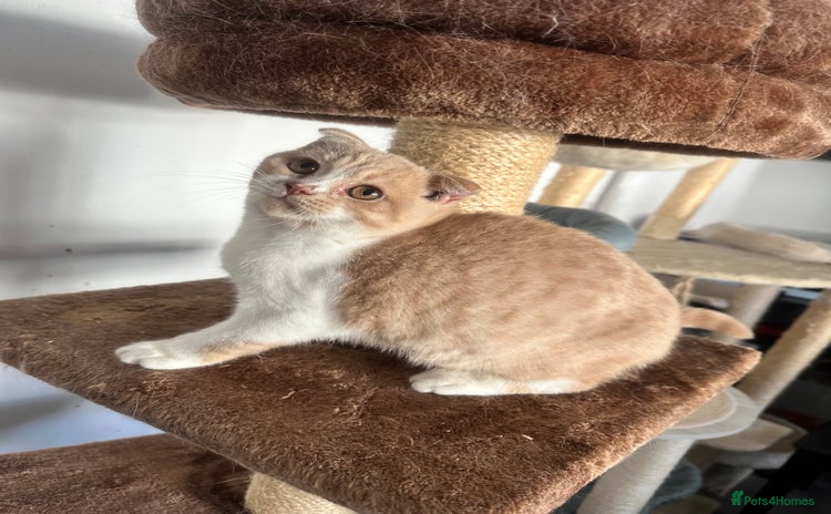 Scottish Fold cats - Advert 16
