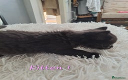Mixed Breed cats for sale: 4 Stunning kittens for sale - Image 7