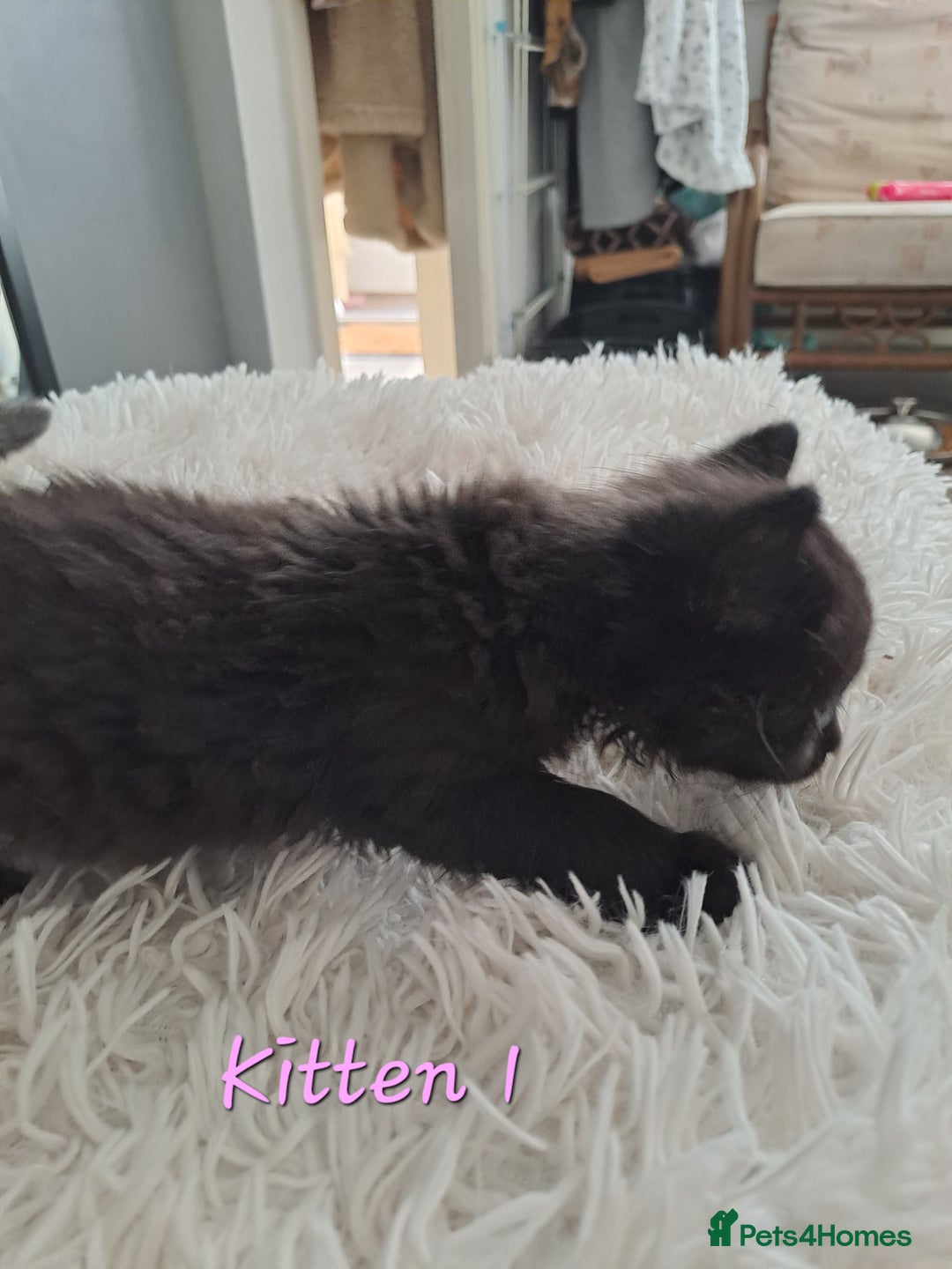 Mixed Breed cats for sale: 4 Stunning kittens for sale - Image 7
