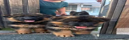 German Shepherd dogs for sale: 💥Champion🩸line GermanShepherd puppy’s LH GSD - Advert 4
