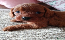 Cavapoo dogs for sale: Red cavapoo pups - Advert 23