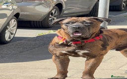 Mixed Breed dogs for sale: Cane corso x mastiff mix  - Image 1