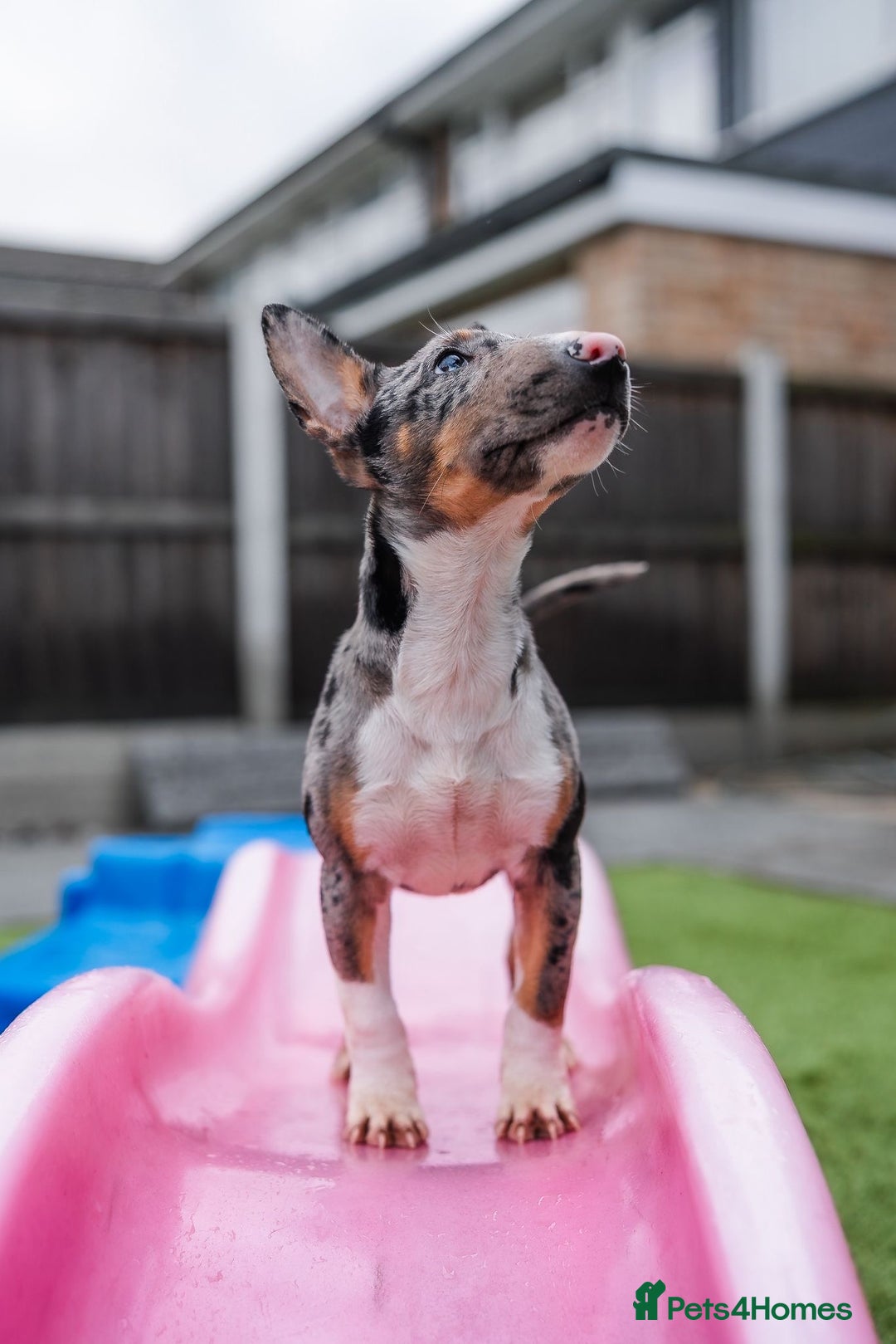 Miniature Bull terrier dogs for sale: Exotic 🎨 Miniature 🧬 Bullterrier Puppies 🐶 - Advert 12