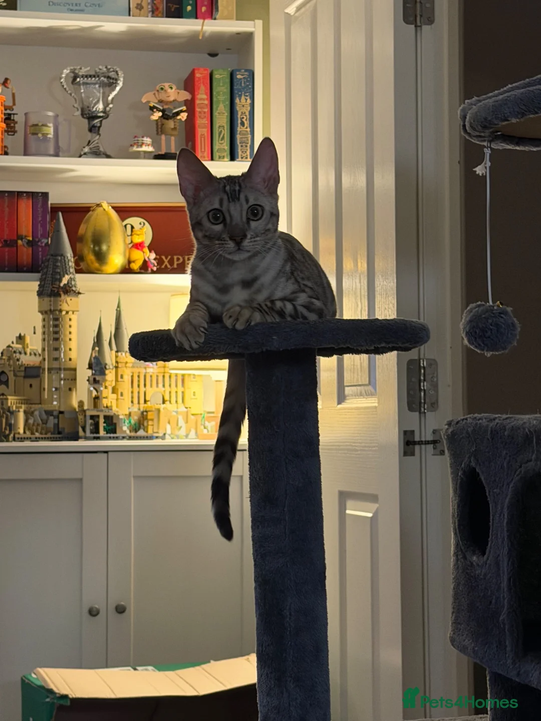Bengal cats for sale: 9 month old Bengal boy  - Advert 7