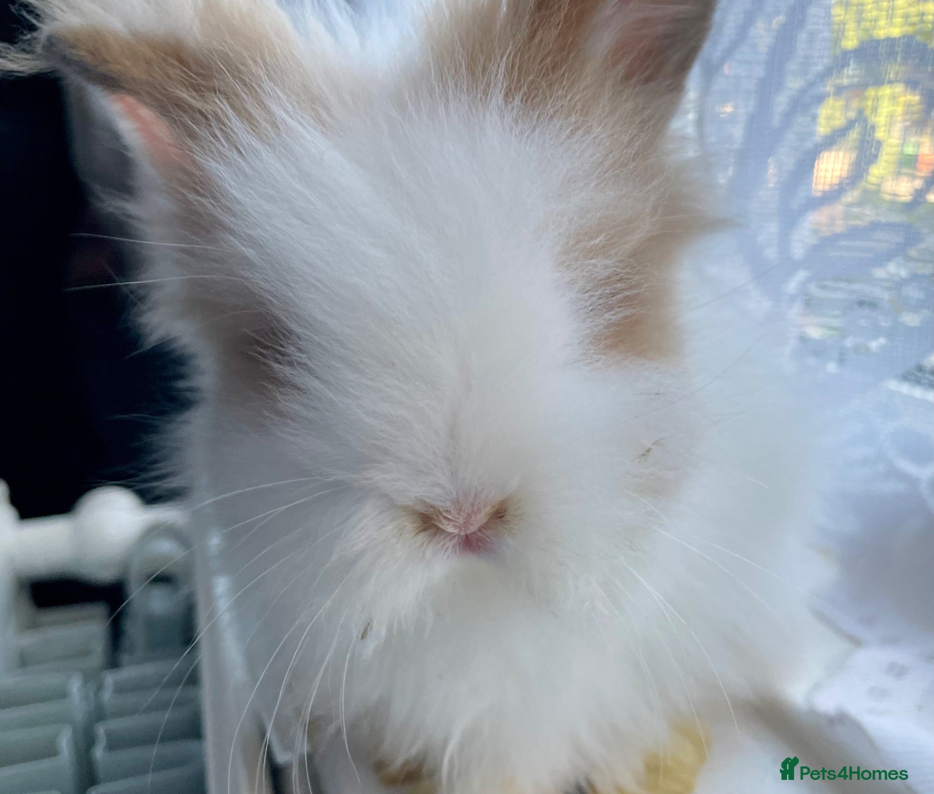 Lionhead rabbits Gorgeous PureBred DM Lionheads 💗💙 - Advert 1
