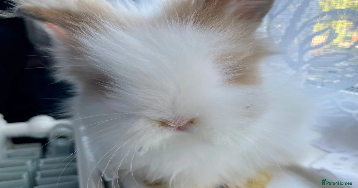 Lionhead Lionhead Rabbits for Sale for sale | Pets4Homes