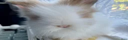 Lionhead rabbits for sale: Gorgeous PureBred DM Lionheads 💗💙 - Advert 1