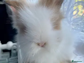 Lionhead rabbits Gorgeous PureBred DM Lionheads 💗💙 - Advert 1