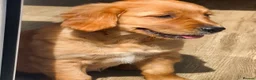Golden Retriever dogs for sale: Beautiful Golden retriever puppies - Advert 2