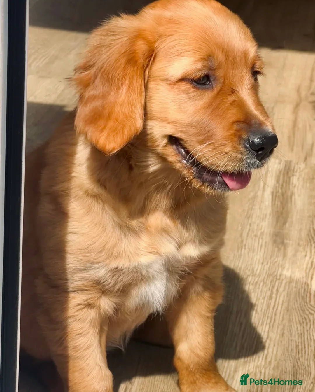 Golden Retriever dogs for sale: Beautiful Golden retriever puppies - Advert 2