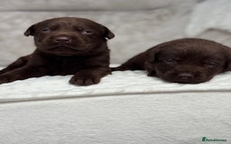 Labrador Retriever dogs for sale: Stunning chocolate Labrador’s with silver jeans  - Image 7