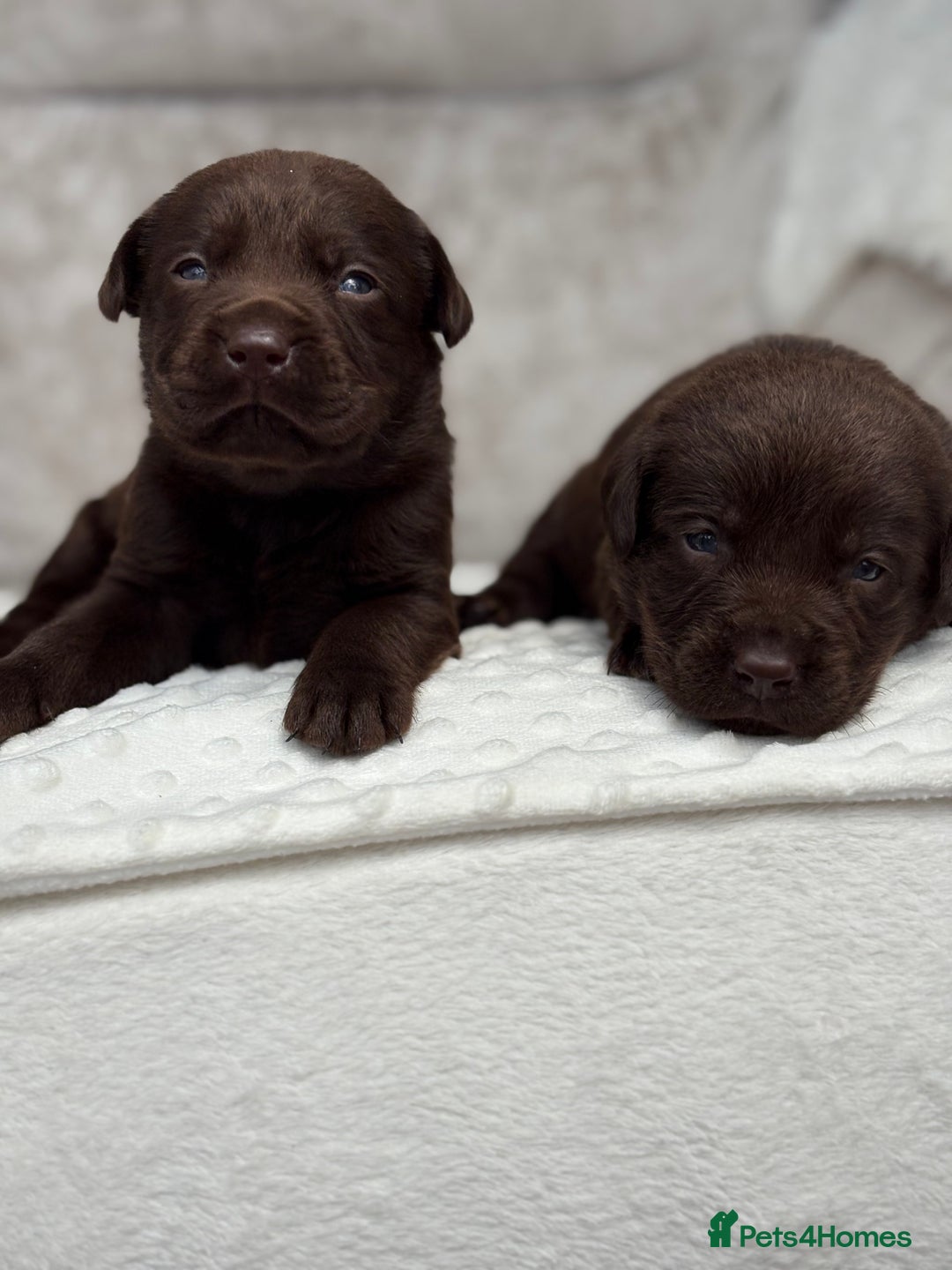 Labrador Retriever dogs for sale: Stunning chocolate Labrador’s with silver jeans  - Image 7