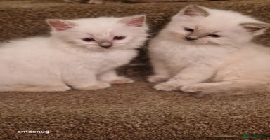 Ragdoll cats - Advert 5