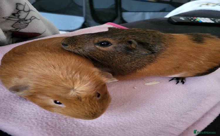Guinea Pig rodents - Advert 13