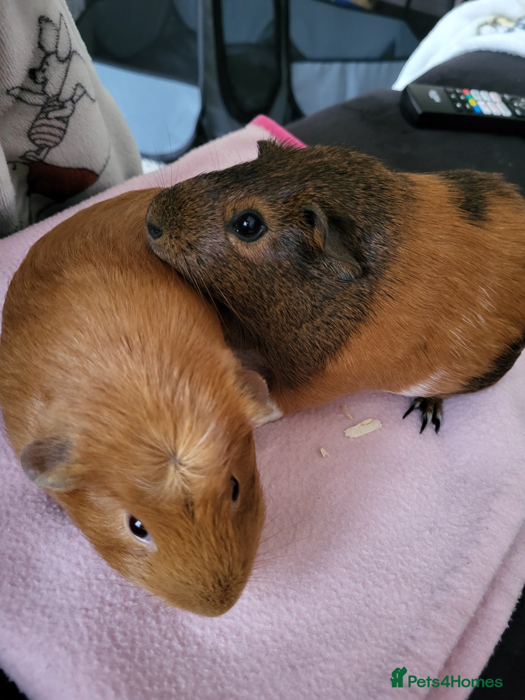 Guinea Pig rodents for sale: Baby girls guinea pigs  - Image 1