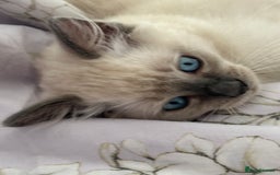 Ragdoll cats for sale: Adorable pure breed Ragdoll kitten  - Image 8