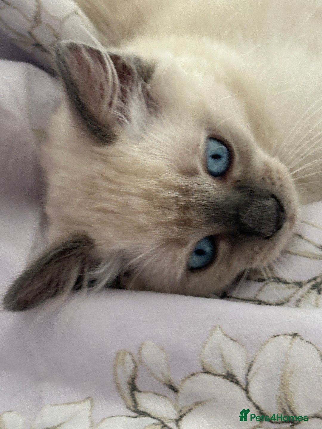 Ragdoll cats for sale: Adorable pure breed Ragdoll kitten  - Image 8
