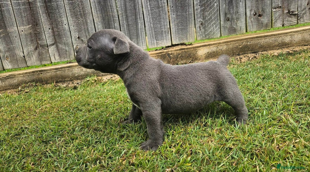 Staffordshire Bull Terrier dogs for sale: ✨ Blue Staffy Bull Terrier Pups Loving & Healthy ✨ - Image 3