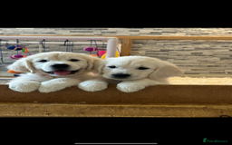 Golden Retriever dogs for sale: Cream Golden Retriever Puppy Health Tested Parents in Blackpool - Image 15