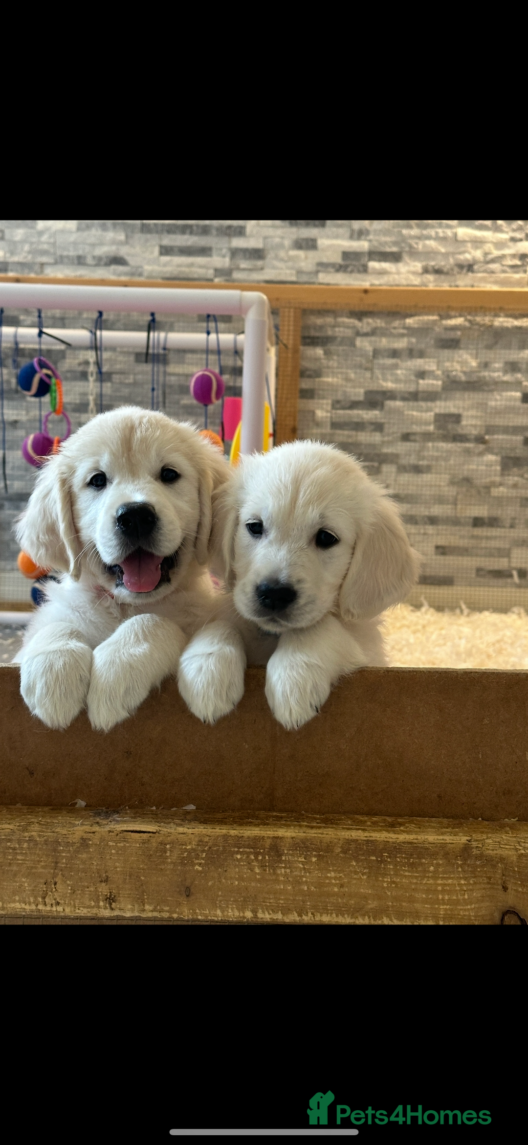 Golden Retriever dogs for sale: Cream Golden Retriever Puppy Health Tested Parents in Blackpool - Image 15