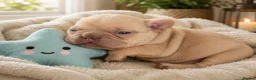 French Bulldog dogs for sale: male frenchie puppy - Advert 3
