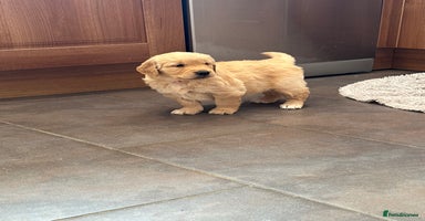 Golden Retriever dogs - Advert 8
