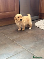 Golden Retriever dogs - Advert 8