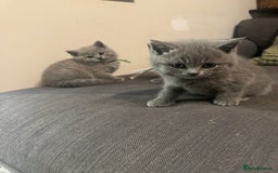 British Shorthair cats for sale: 🐾 British Shorthair Kittens 🐾 - Image 8