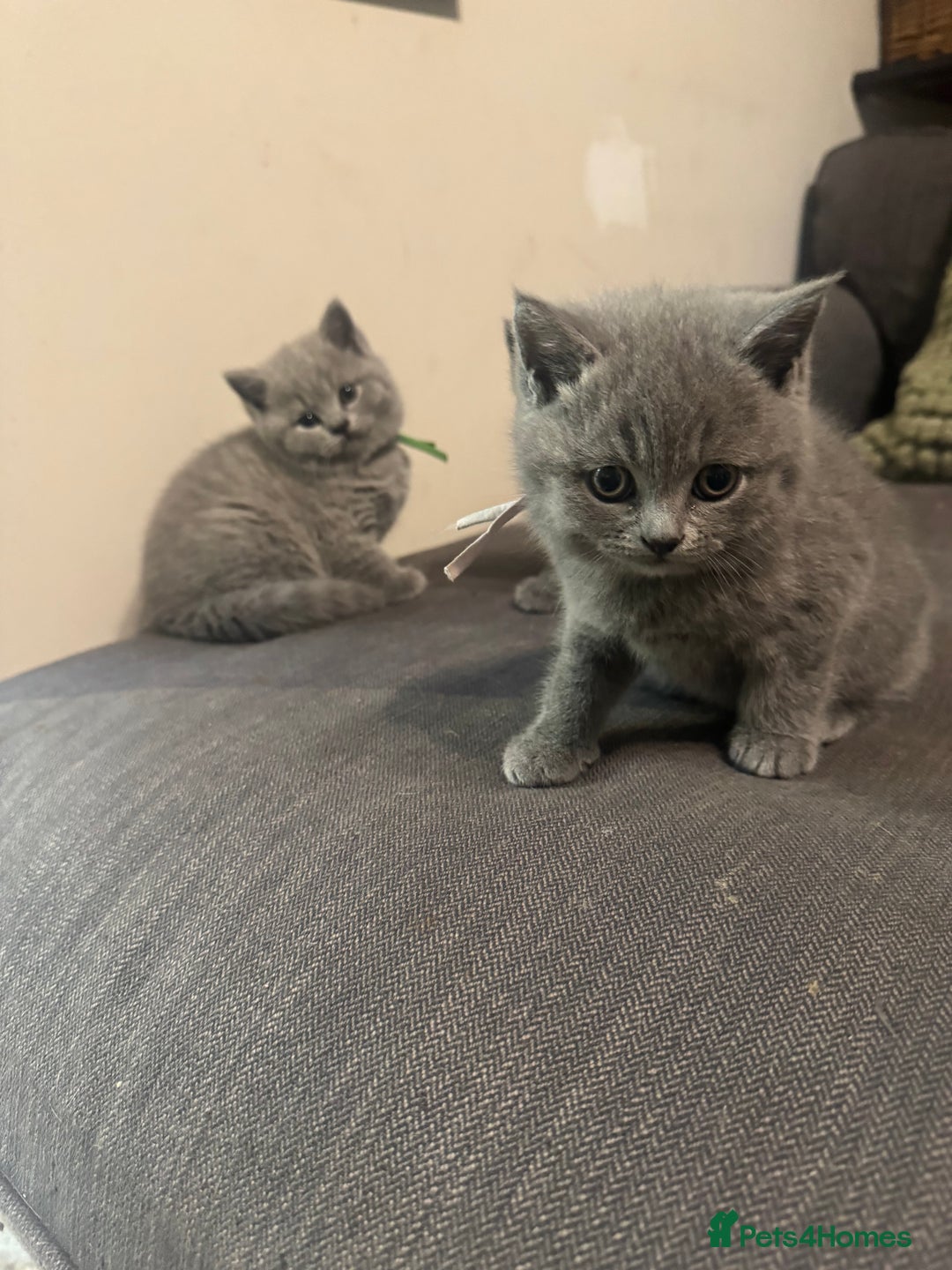 British Shorthair cats for sale: 🐾 British Shorthair Kittens 🐾 - Image 8