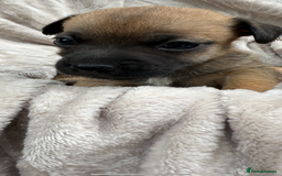 Jack Russell dogs for sale: Beautiful litter of jack Russell puppies  - Image 8