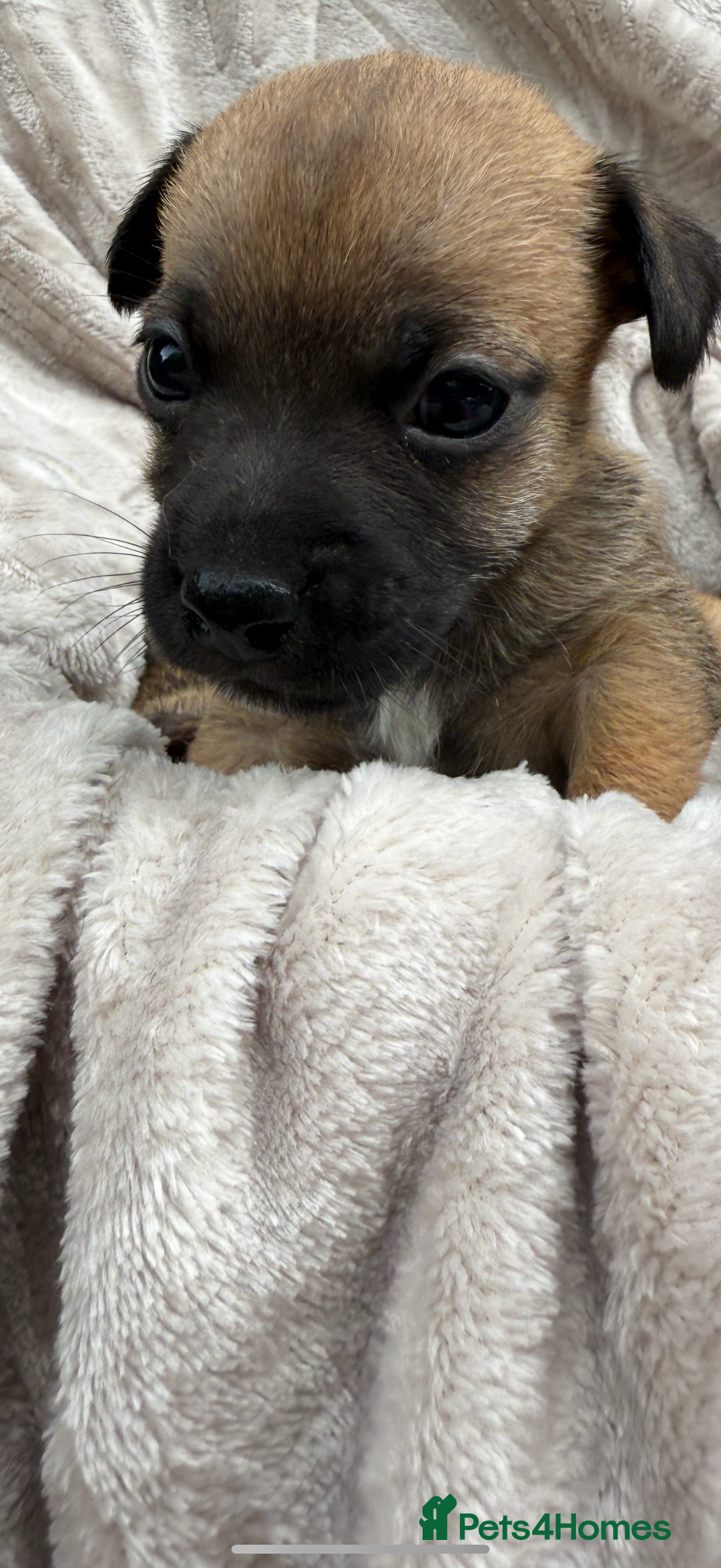 Jack Russell dogs for sale: Beautiful litter of jack Russell puppies  - Image 8