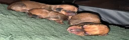 Dachshund dogs for sale: Long and short haired dachshund puppies available  - Advert 9