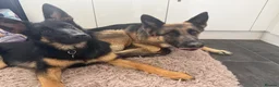 German Shepherd dogs for sale: 2 young beautiful German shepherd pups  - Advert 23