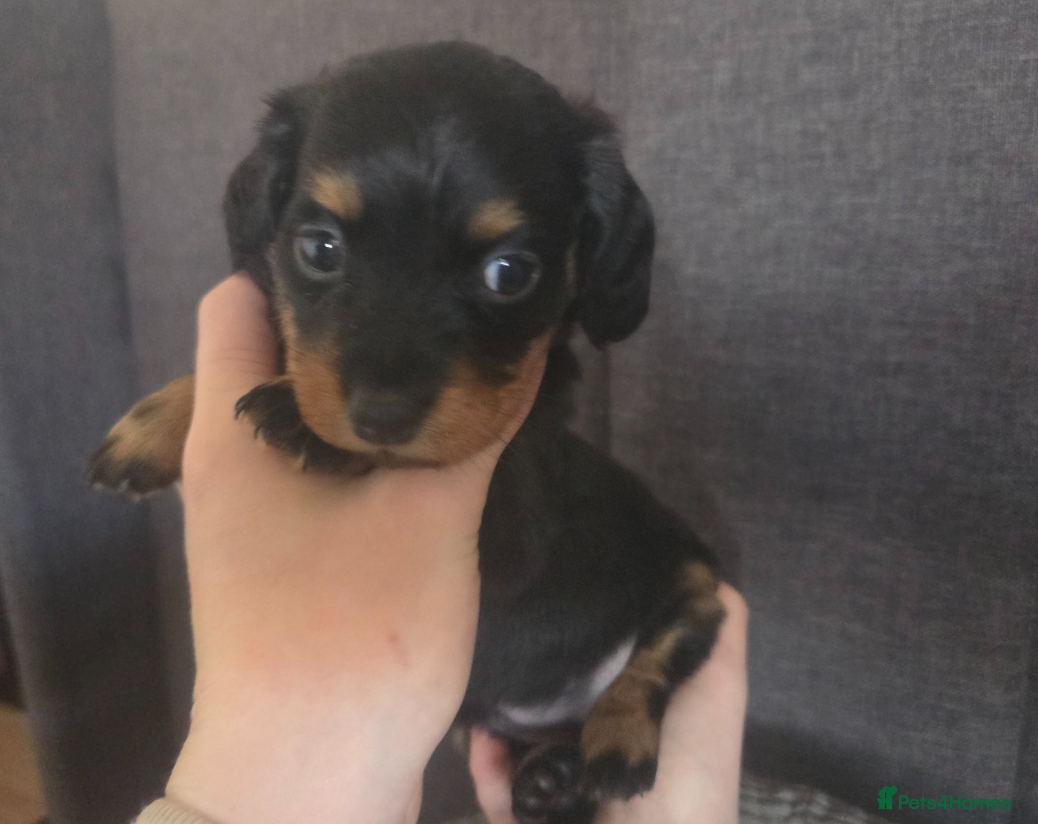 Miniature Dachshund dogs Miniature Dachshunds - Advert 2