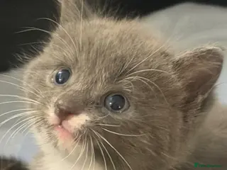 Mixed Breed cats 3 Beautiful kittens left (read description) 🌟 🐱 - Advert 1