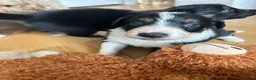 Border Collie dogs for sale: Border collie puppies  - Advert 6