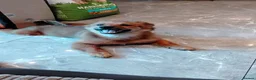 Mixed Breed dogs for sale: Pomchi / German spitz puppies 5 months  in Ashton-under-Lyne - Advert 12