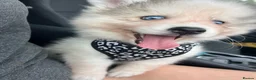 Pomsky dogs for sale: Pomsky Puppies - Advert 2
