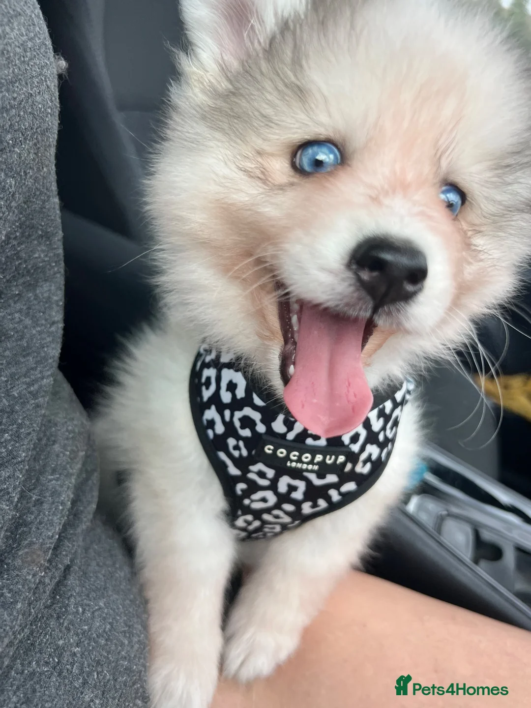 Pomsky dogs for sale: Pomsky Puppies - Advert 2