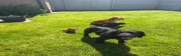 Cocker Spaniel dogs for sale: Stunning KC Reg Working Cocker spaniels 5* Homes - Advert 13