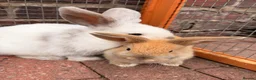 Mini Lop rabbits for sale: Mini Lop Girls - Advert 14