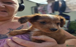Mixed Breed dogs for sale: Cockapoochis Ready Now  - Image 3