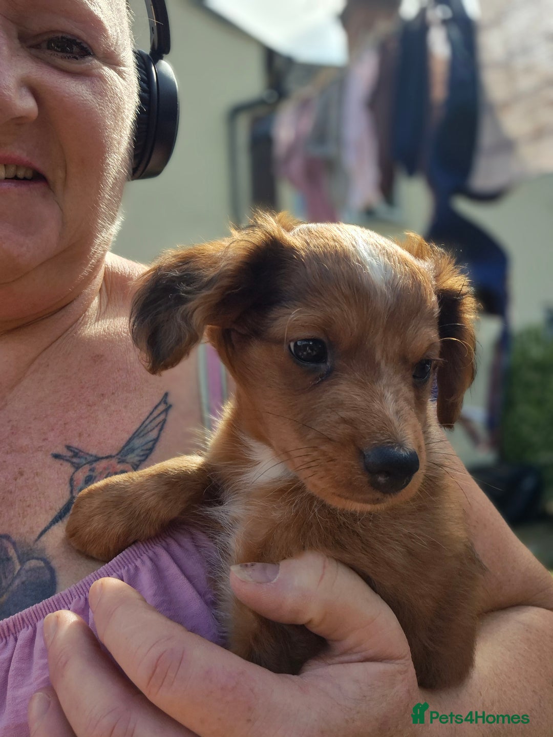 Mixed Breed dogs for sale: Cockapoochis Ready Now  - Image 3