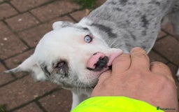 Mixed Breed dogs for sale: Frenchie x Labrador Puppies 17 weeks ready to go - Image 8