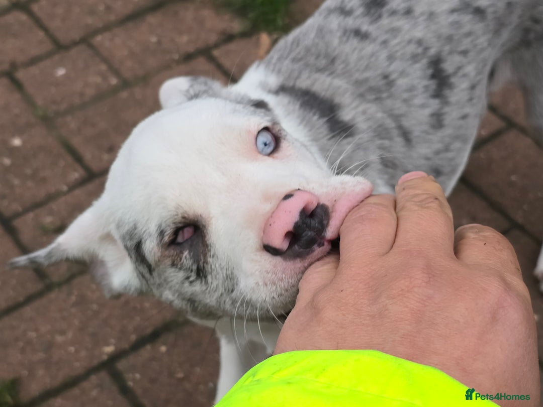 Mixed Breed dogs for sale: Frenchie x Labrador Puppies 17 weeks ready to go - Image 8