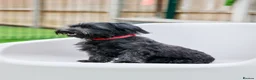 Mixed Breed dogs for adoption: Heavenly Heidi - Advert 14
