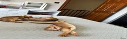 Abyssinian cats for sale: Abyssinian kittens  - Advert 20