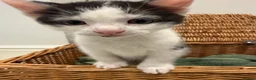 Mixed Breed cats for sale: Adorable Kittens Available to a Loving Home - Advert 3