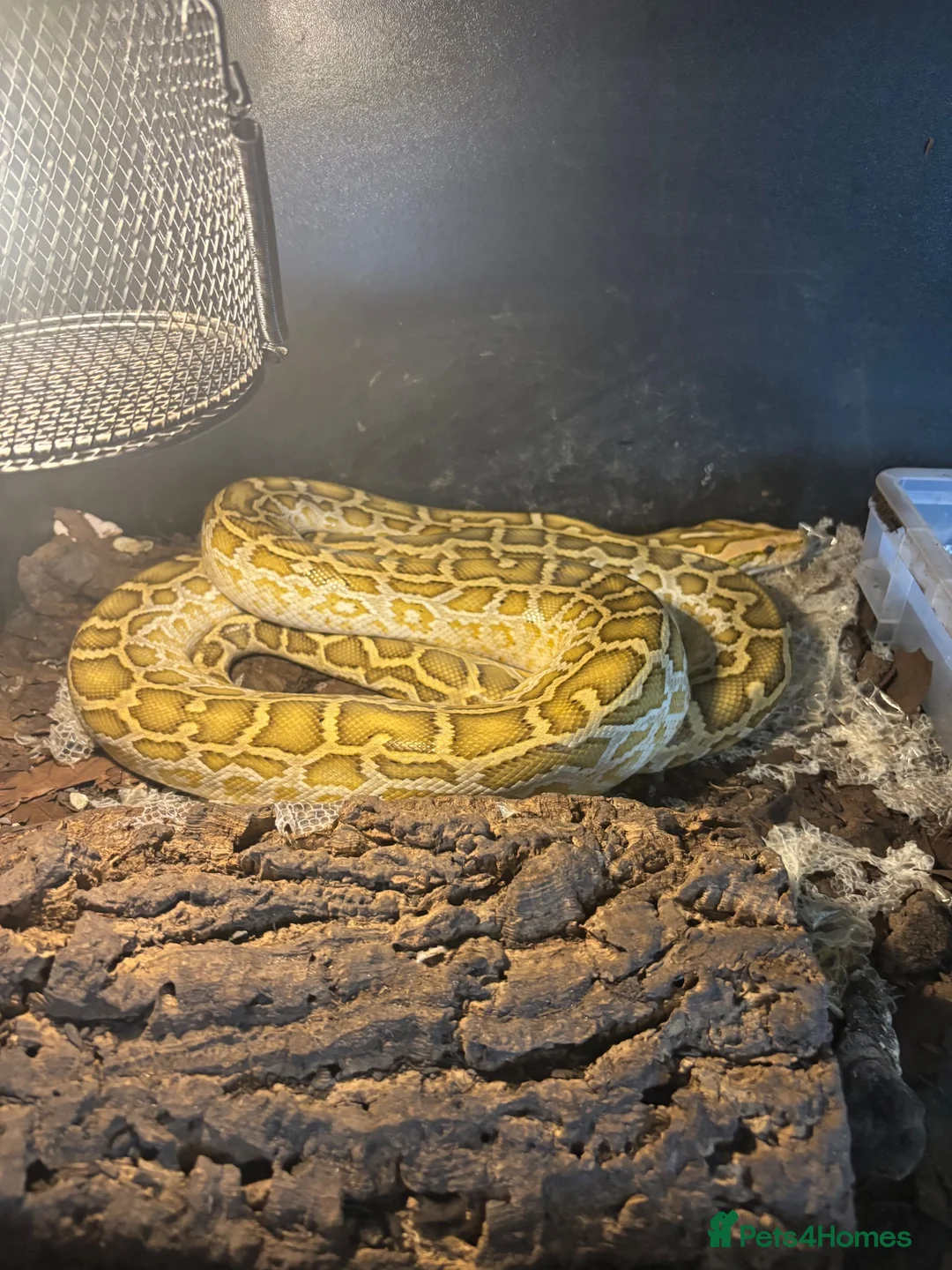 Mixed Breed reptiles for sale: Snakes spiders scorpions  in Macclesfield - Advert 2